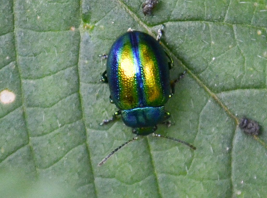 Chrysolina fastuosa ? S.